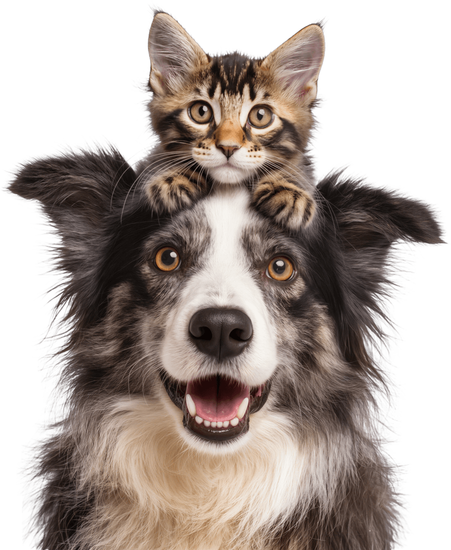 Border collie et son chaton, suivis dans Peki